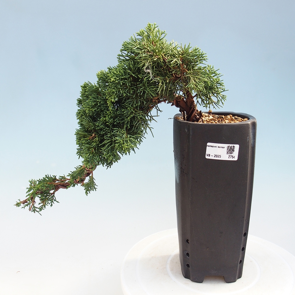 Outdoor bonsai - Juniperus chinensis Kishu - Chinese Juniper