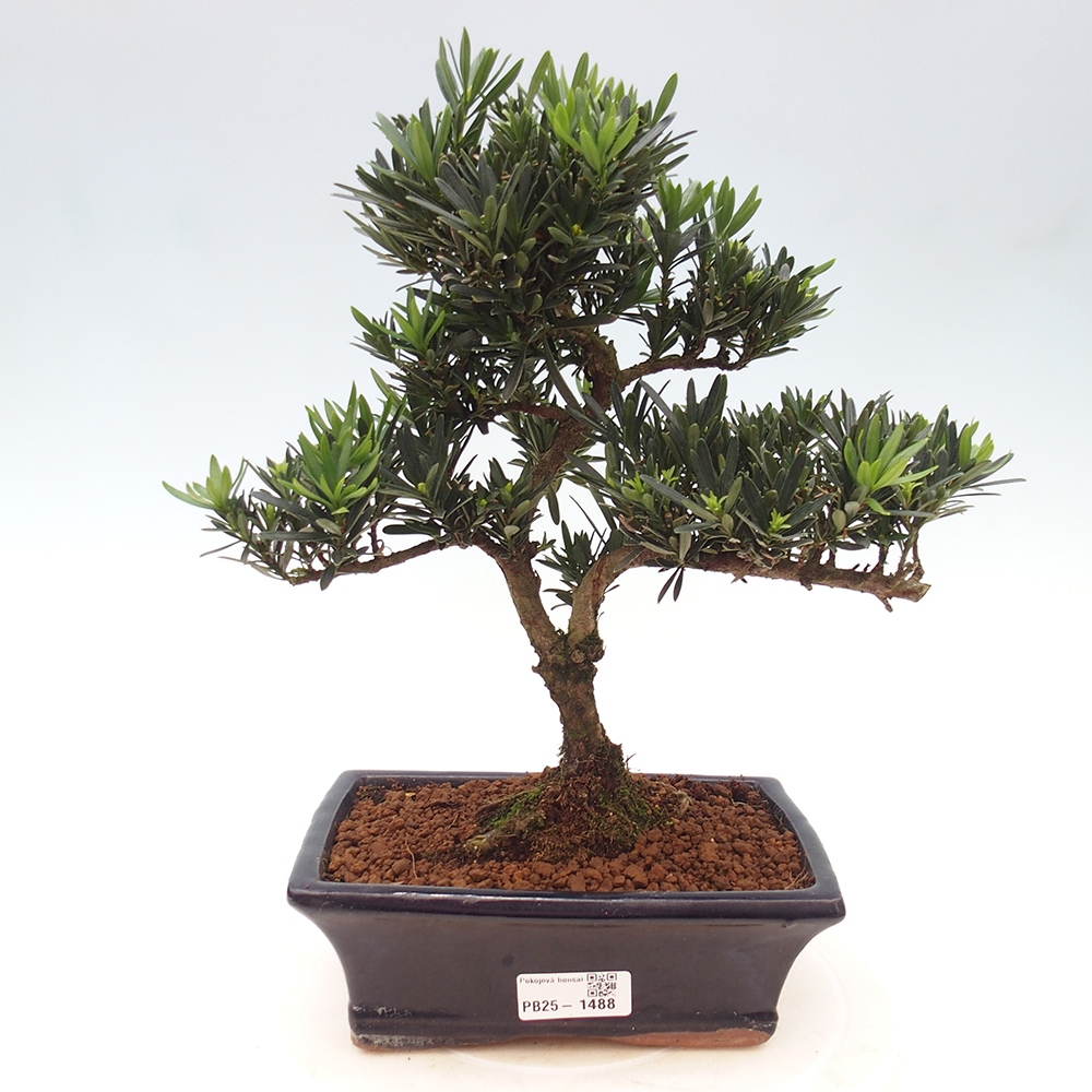 Indoor bonsai - Podocarpus - Stone thous