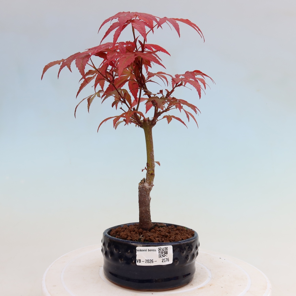 Outdoor bonsai - Acer palm. Atropurpureum-Javor palmate