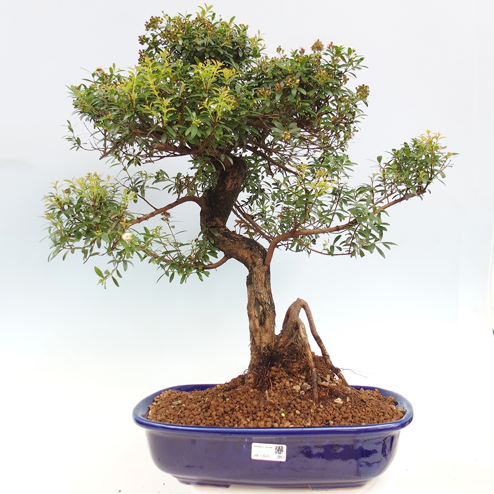 Indoor bonsai - Syzygium - Pimento - PERSONAL COLLECTION ONLY or pallet transport