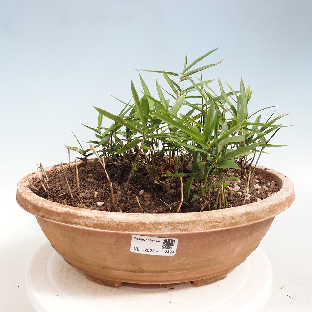 Outdoor bonsai - Pleioblastus argenteostriatus f.pumilus - Dwarf bamboo