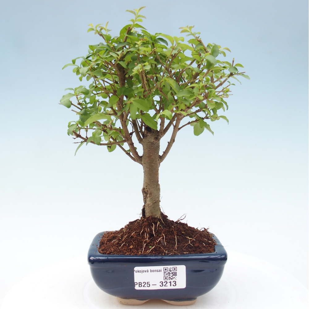 Room bonsai -Ligustrum chinensis - Birds Beak