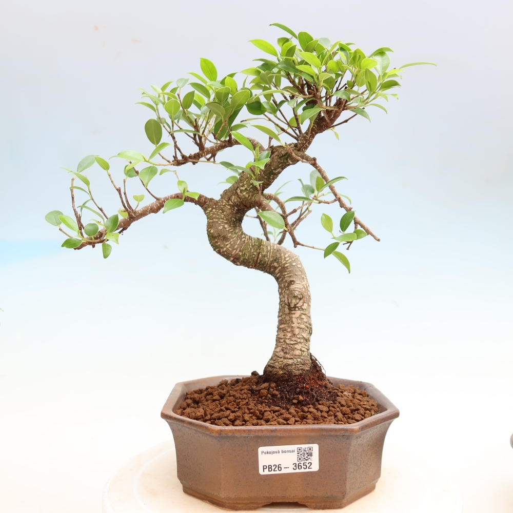 Room bonsai - Ficus kimmen - small-leaved ficus