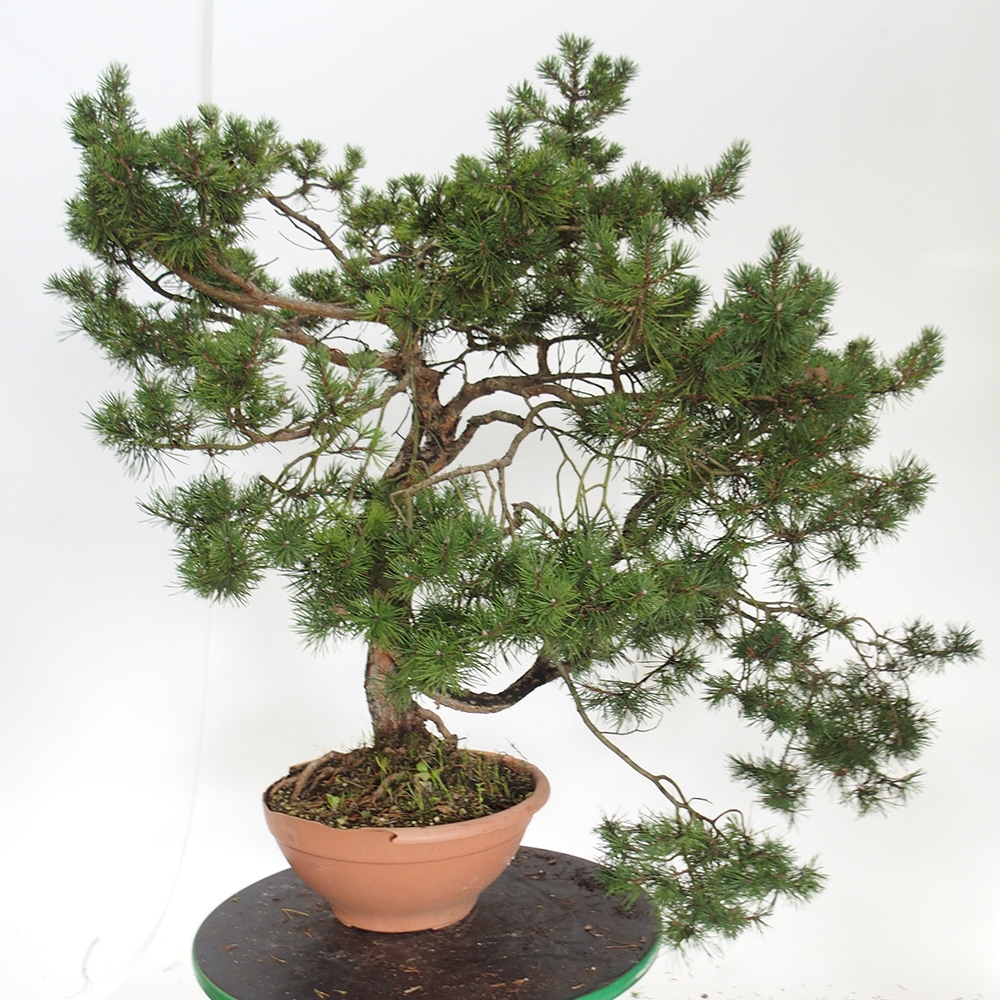 Yamadori - Pinus sylvestris Spain