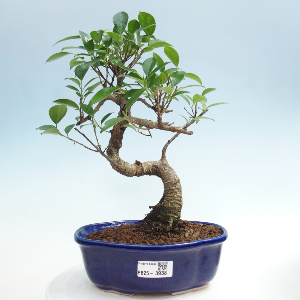 Room bonsai - Ficus retusa - small-leaved ficus