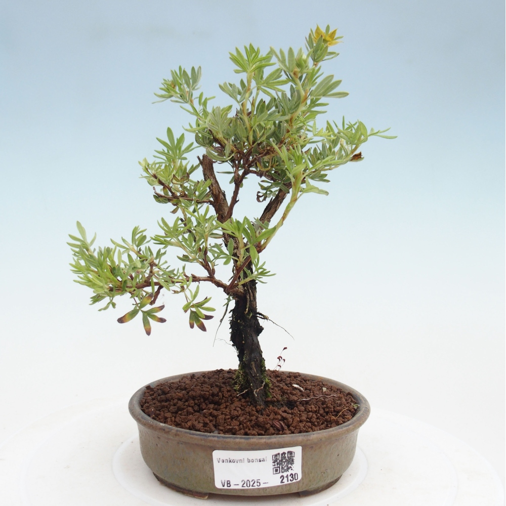 Outdoor bonsai-Cinquefoil - Potentila fruticosa yellow Bird