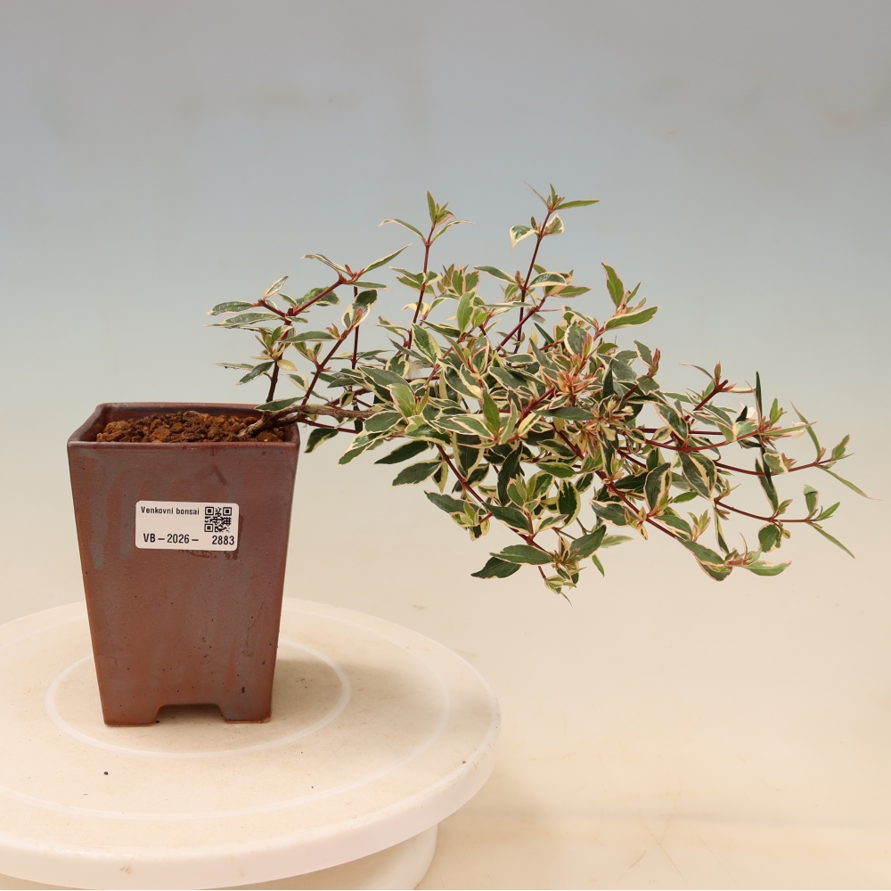 Outdoor Bonsai - Abelia gr. Confetti - Large-flowered Abelia