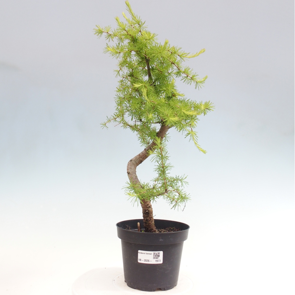 Outdoor bonsai -Larix decidua - Larch
