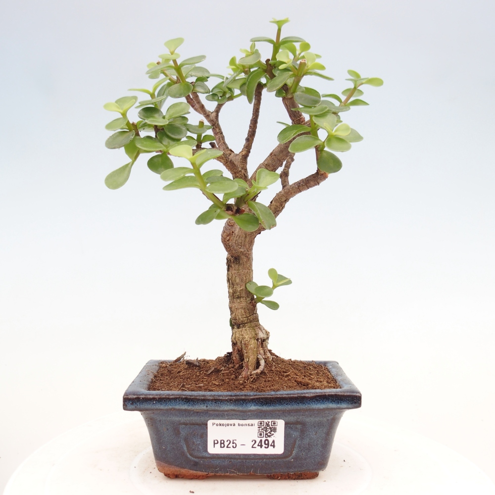 Indoor bonsai - Portulakaria Afra - Tlustice