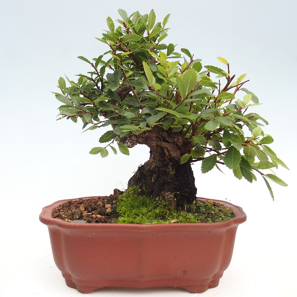 Outdoor bonsai - Zelkova - Zelkova serrata