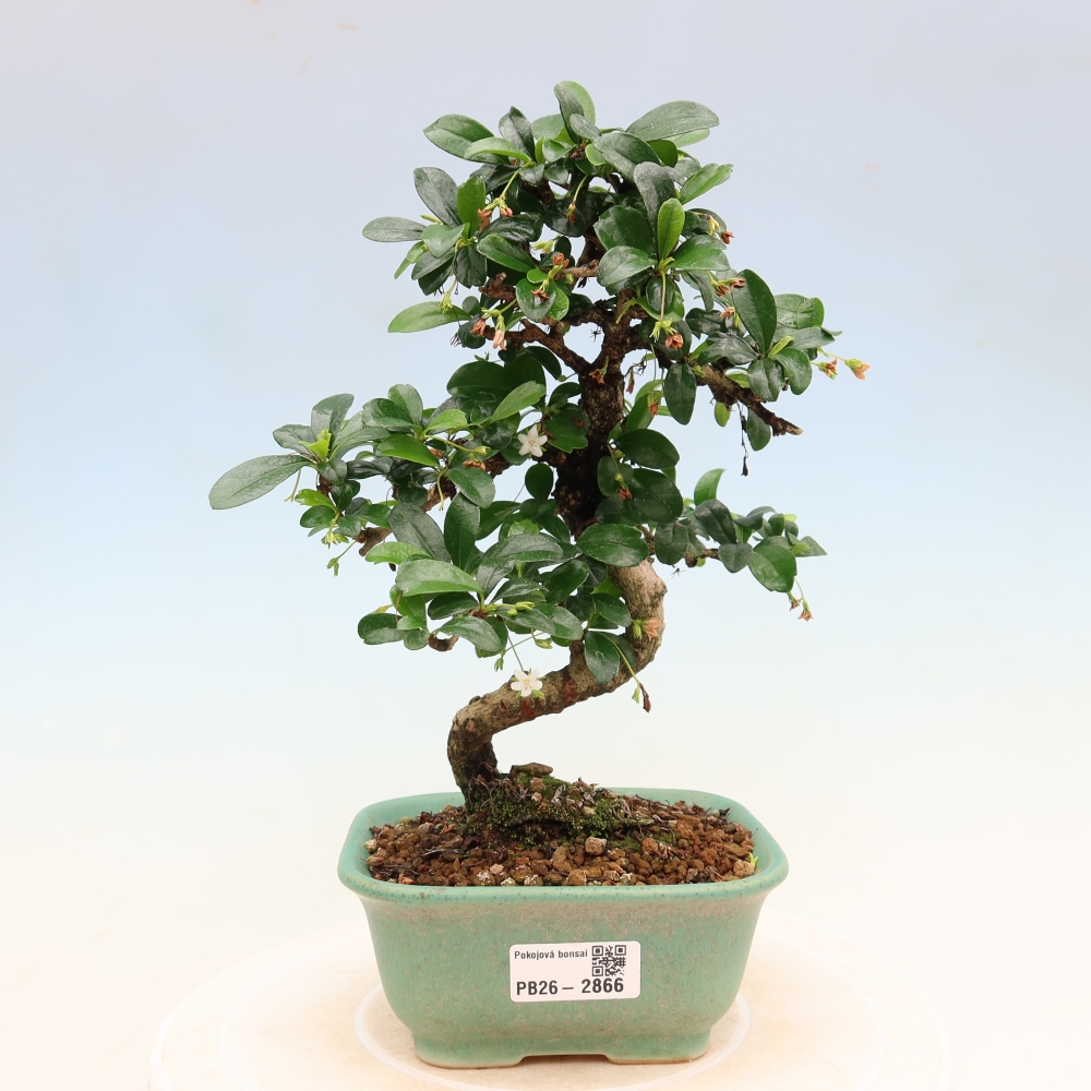 Room bonsai - Carmona macrophylla - Tea fuki