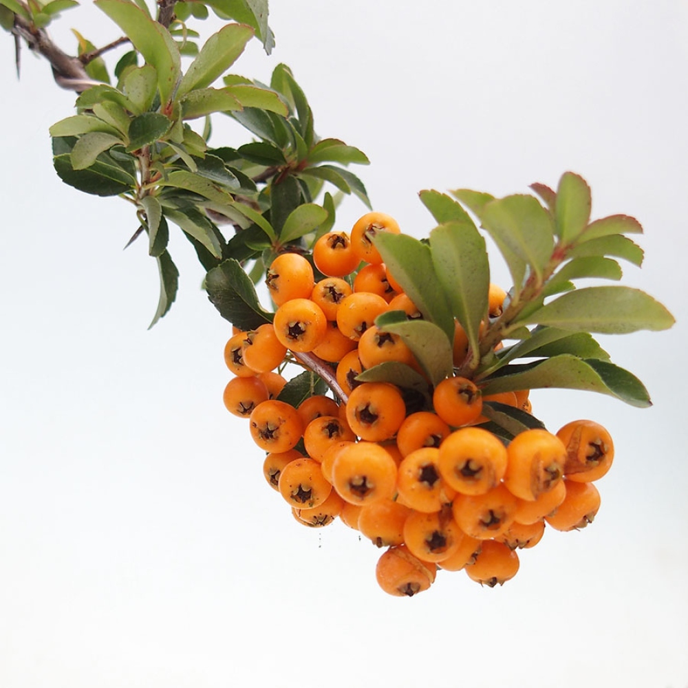 Outdoor Bonsai-Pyracanta Teton -Bakery
