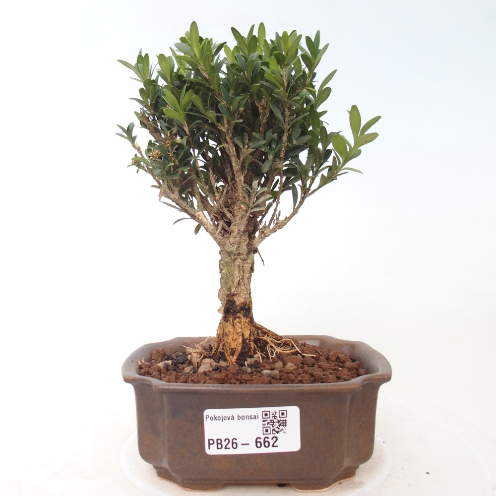 Room bonsai - Buxus harlandii - cork buxus