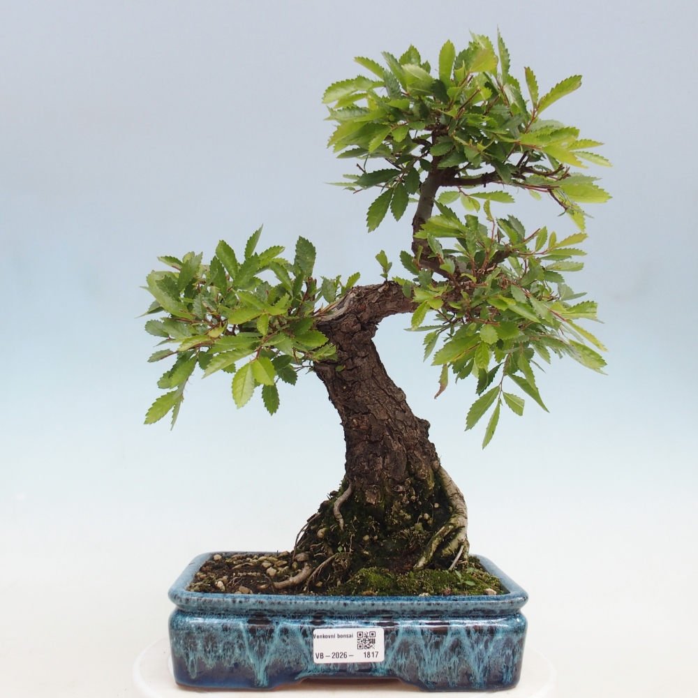 Outdoor bonsai - Zelkova - Zelkova NIRE