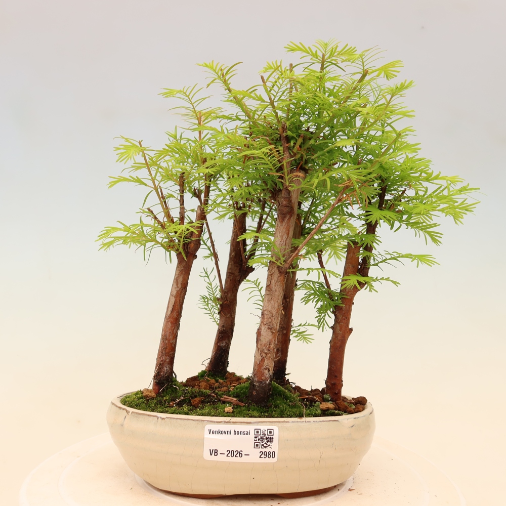 Outdoor Bonsai - Metasequoia glyptostroboides - Chinese Metasequoia - Grove