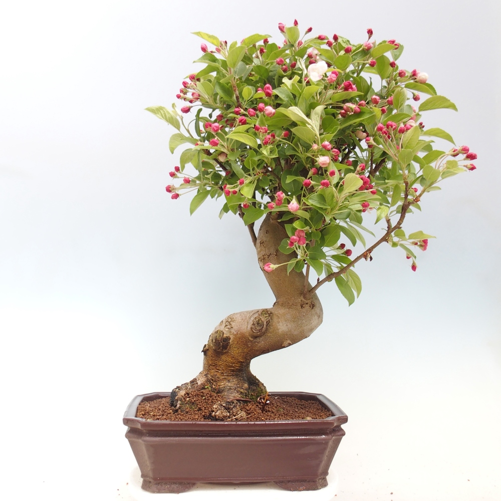 Outdoor bonsai -Malus halliana - Small-fruited apple tree