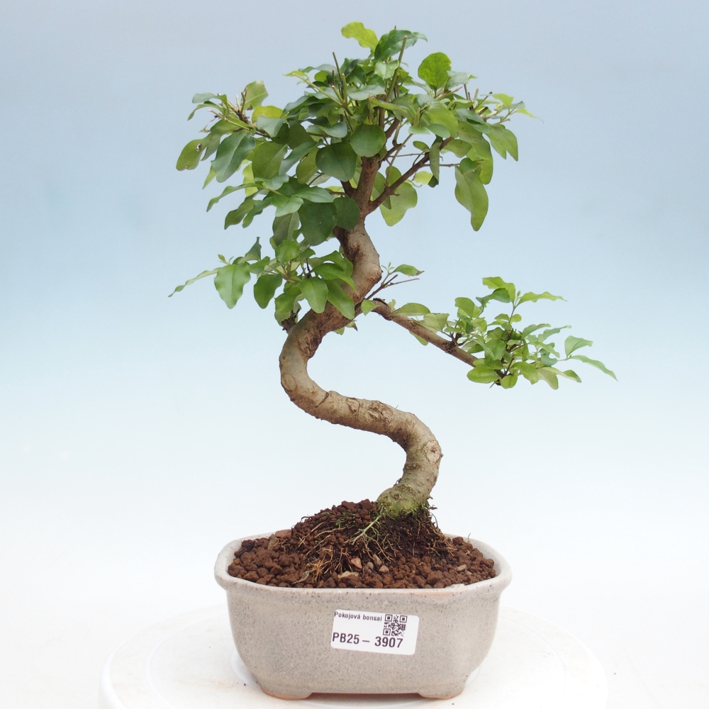 Room bonsai -Ligustrum chinensis - Birds Beak