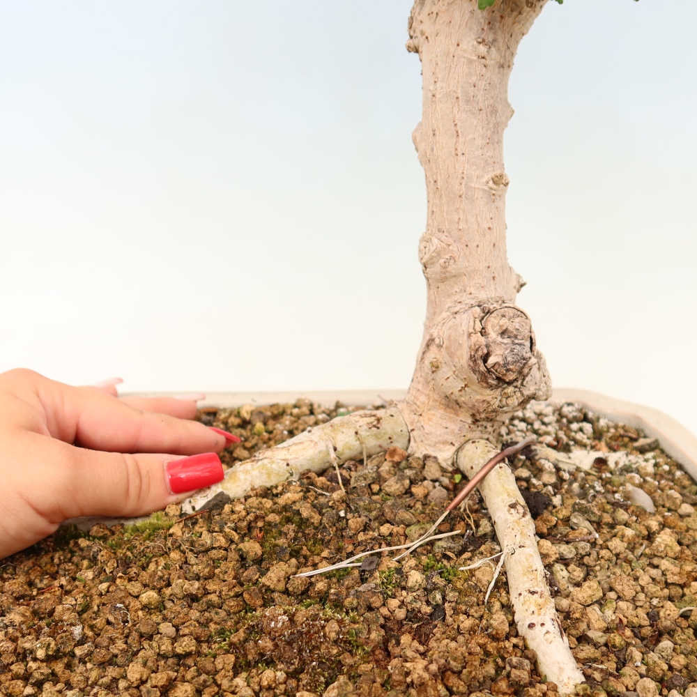 Indoor bonsai - Hibiscus tiliaceus - Sea Hibiscus