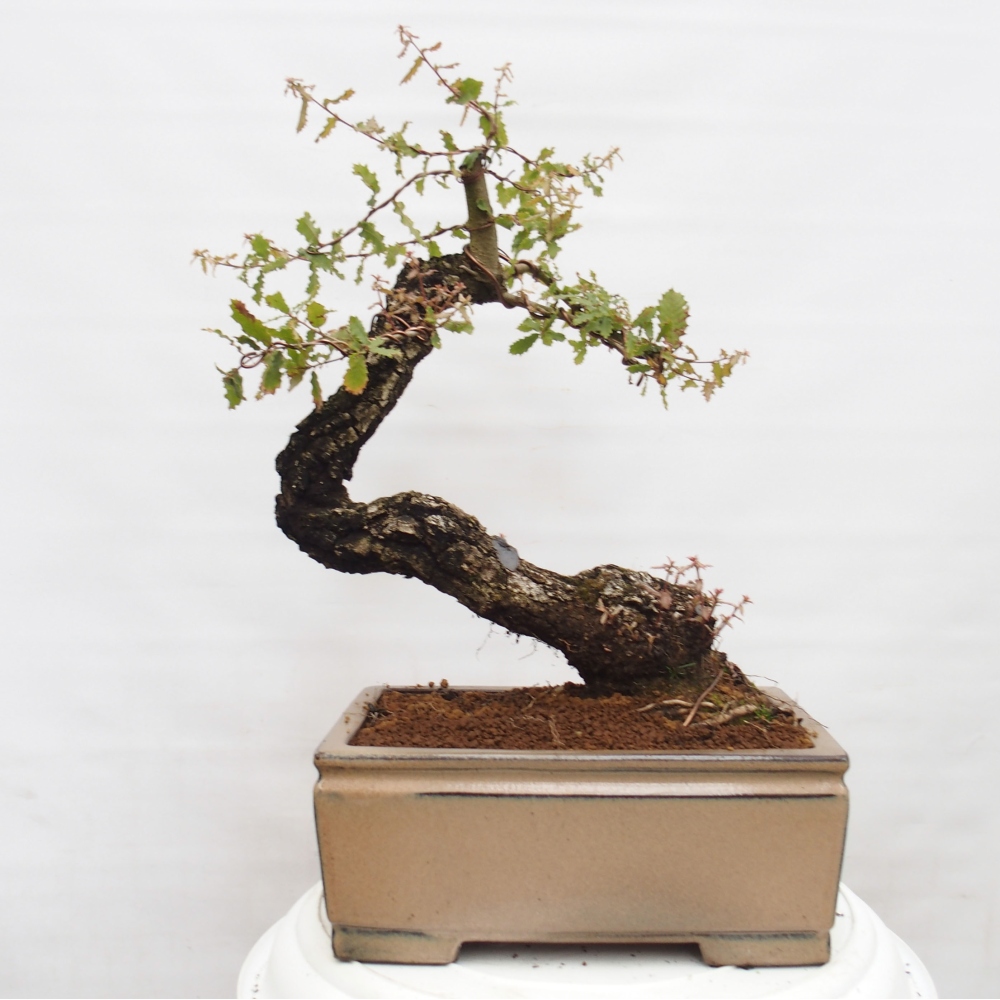 Yamadori - Quercus Ilex - Oak holly