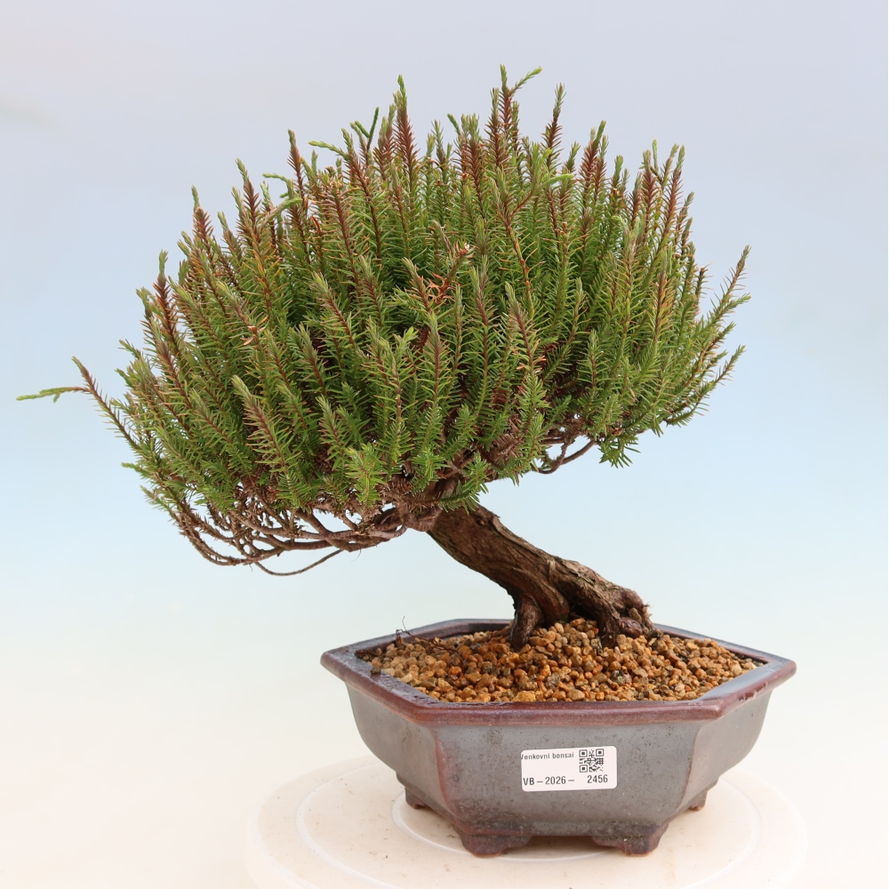 Outdoor Bonsai - Cryptomeria - Cryptomeria