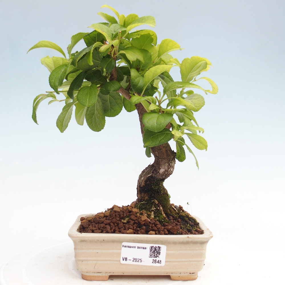 Outdoor bonsai - Celastrus Jesenec