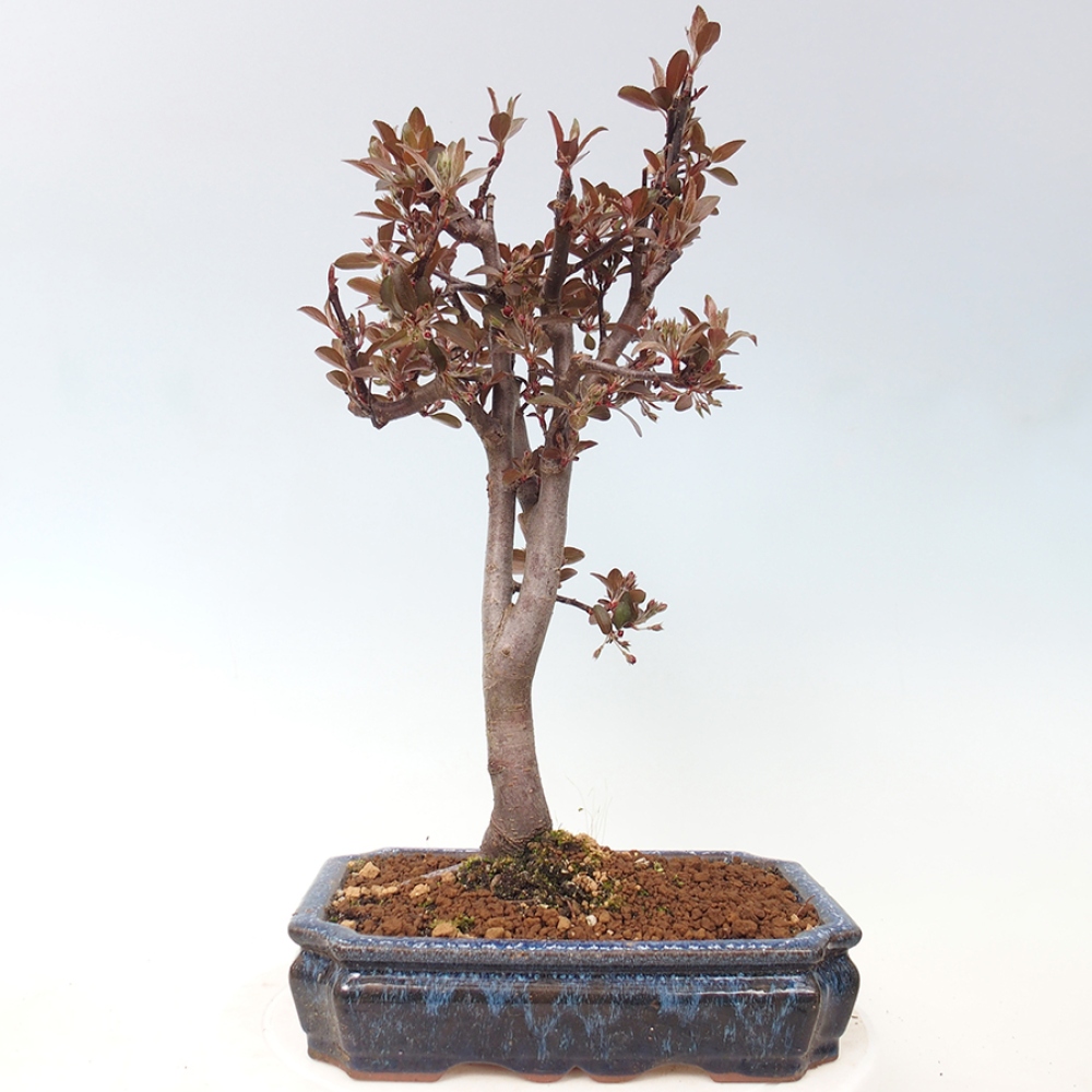 Outdoor bonsai -Malus domestica - Small-fruited red-leaved apple tree