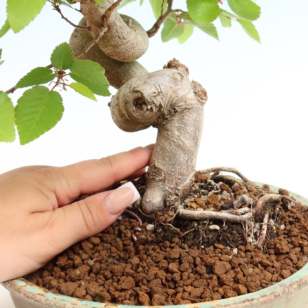 Outdoor bonsai -Carpinus coreana - Korean Hornbeam
