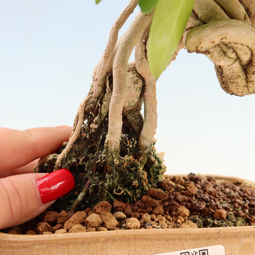 Indoor bonsai - Premna serratifolia - Kozlovna malolista