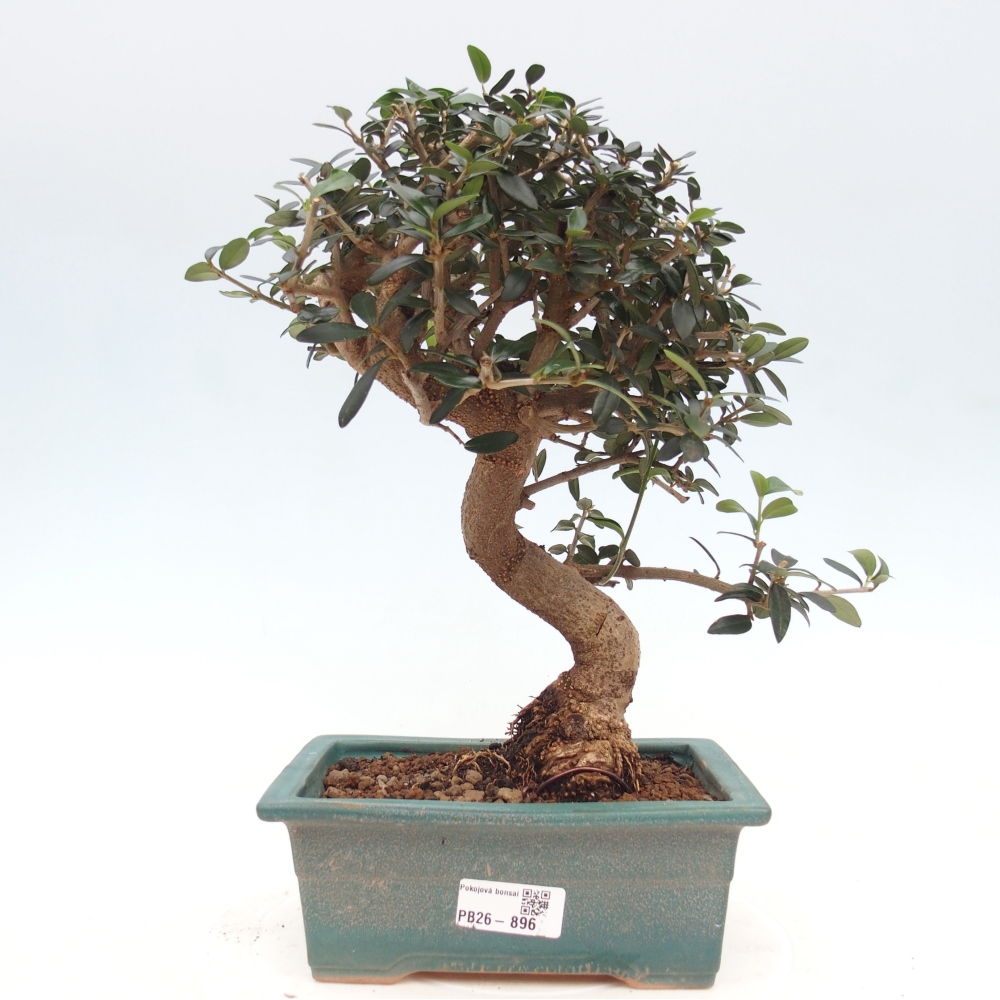 Indoor bonsai - Olea europaea sylvestris