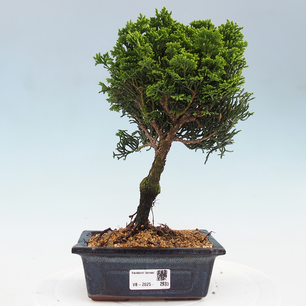 Outdoor bonsai - Cham.pis obtusa Nana Gracilis - Cypress
