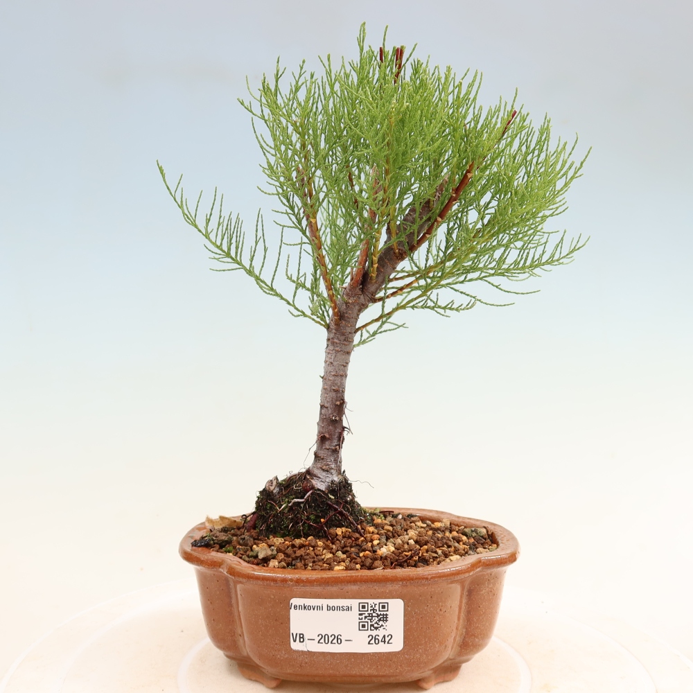 Outdoor Bonsai - Tamarisk - Tamarix