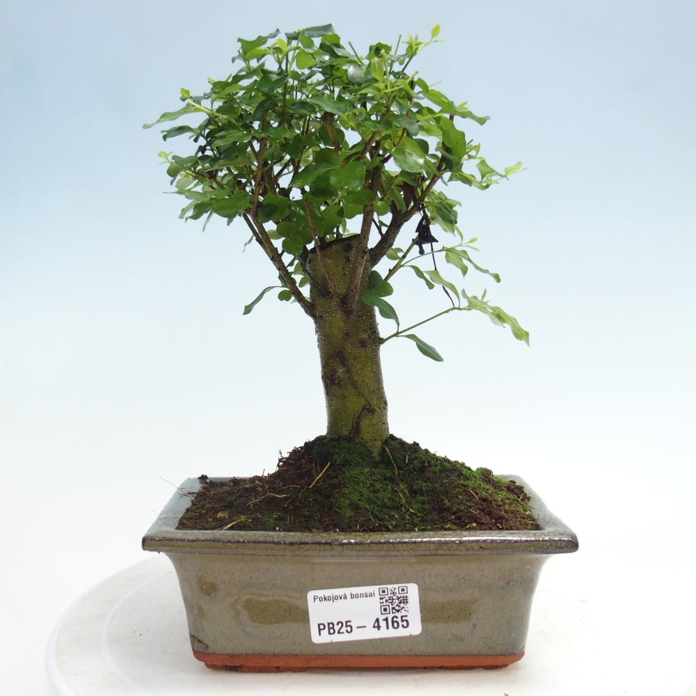 Room bonsai -Ligustrum chinensis - Birds Beak