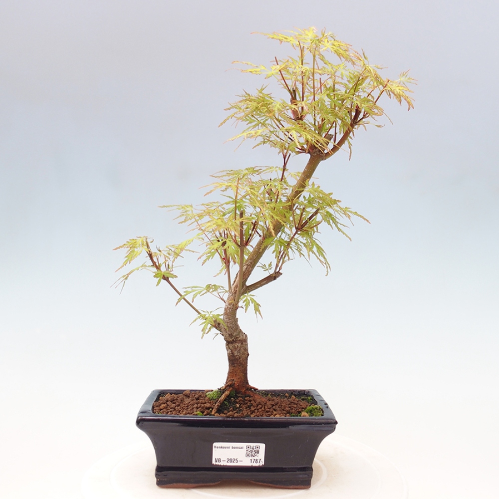 Outdoor bonsai - Acer palmatum Dissectum - Japanese Maple 
