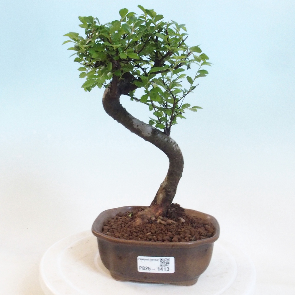 Room Malolistý elm bonsai