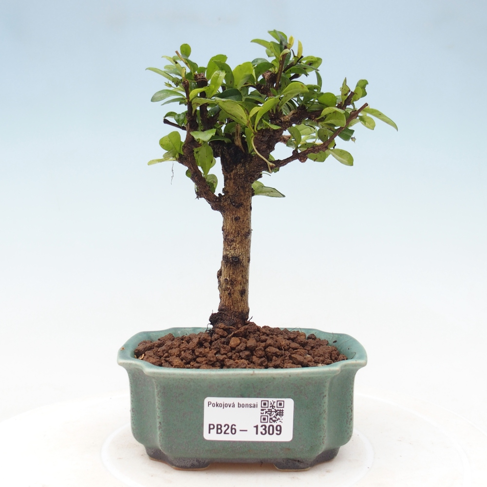 Room bonsai - Carmona macrophylla - Tea fuki