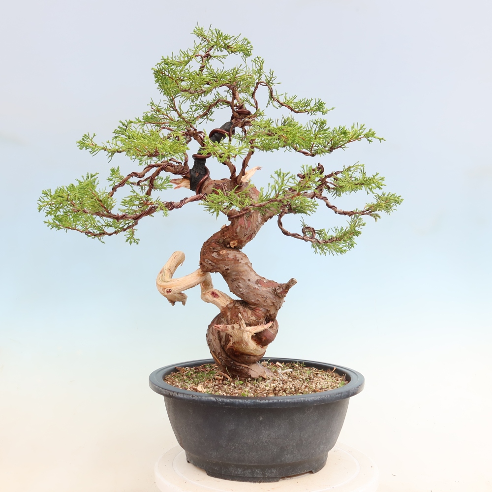 Outdoor Bonsai - Juniperus chinensis Itoigawa - Chinese Juniper