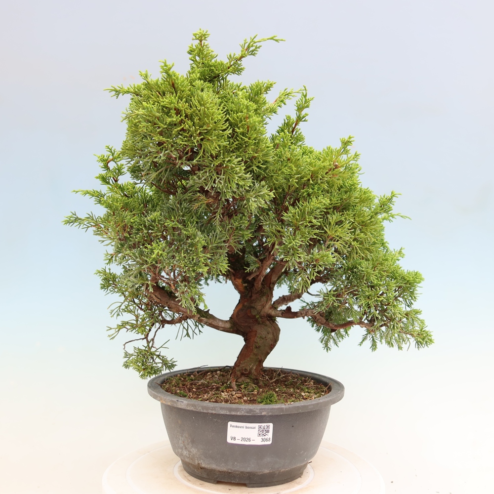 Outdoor Bonsai - Juniperus chinensis Itoigawa - Chinese Juniper