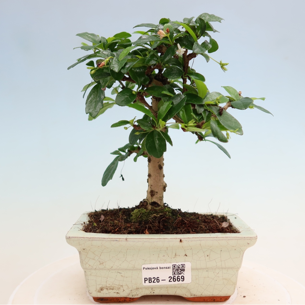 Room bonsai - Carmona macrophylla - Tea fuki