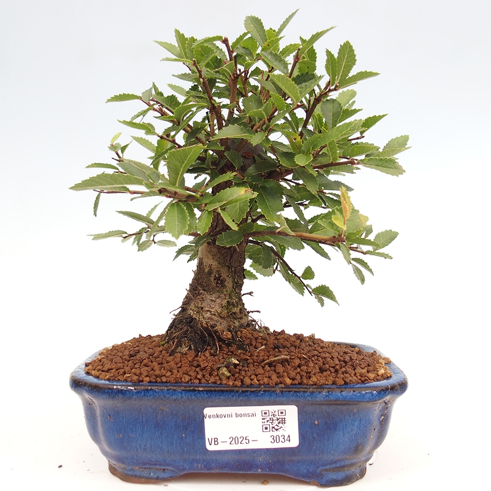 Outdoor bonsai - Zelkova - Zelkova NIRE