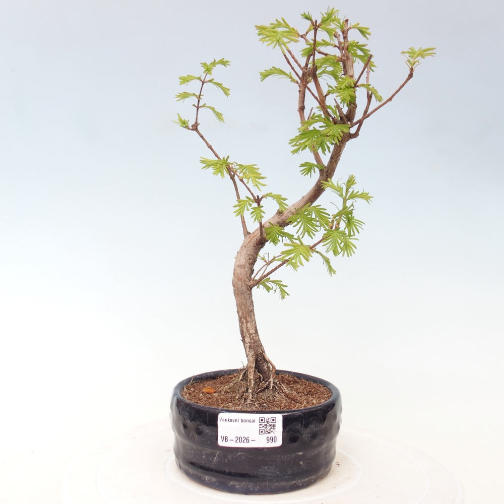 Outdoor bonsai - Metasequoia glyptostroboides - Chinese Metasequoia