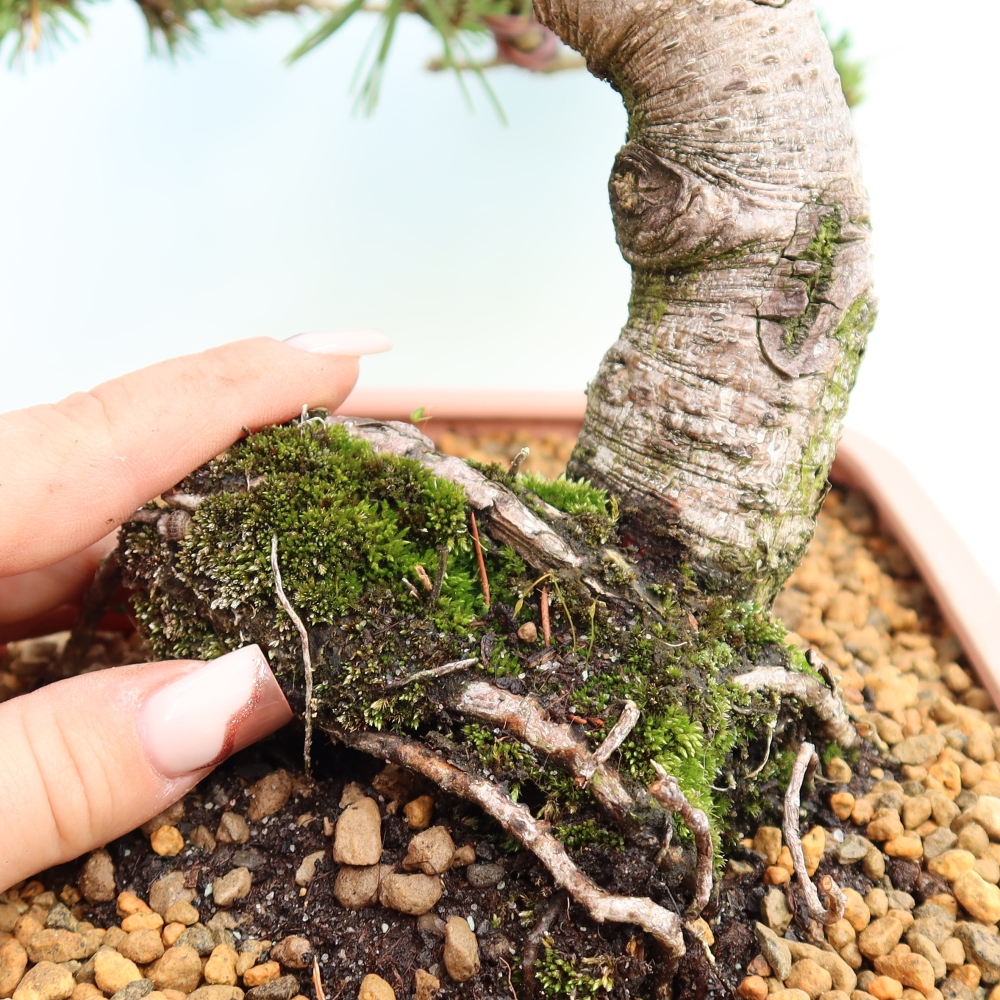 Outdoor Bonsai - Pinus mugo Humpy  - Mountain Pine