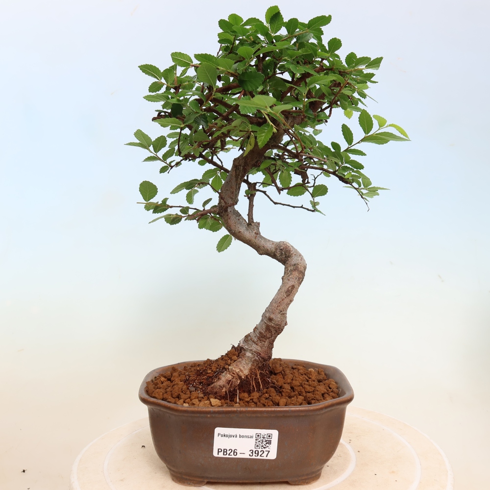 Room bonsai - Ulmus parvifolia - Small-leaved elm