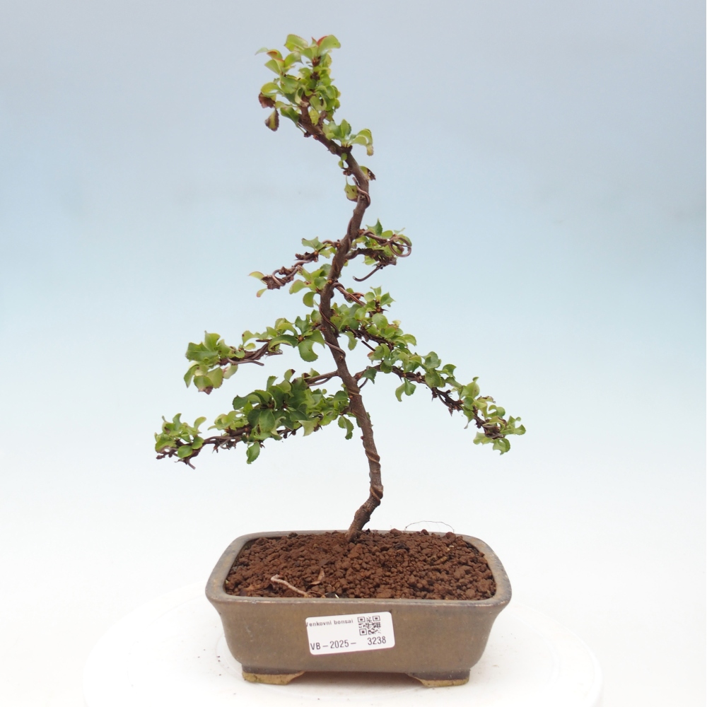 Outdoor bonsai - Chaenomeles with. Red Joy - Quince