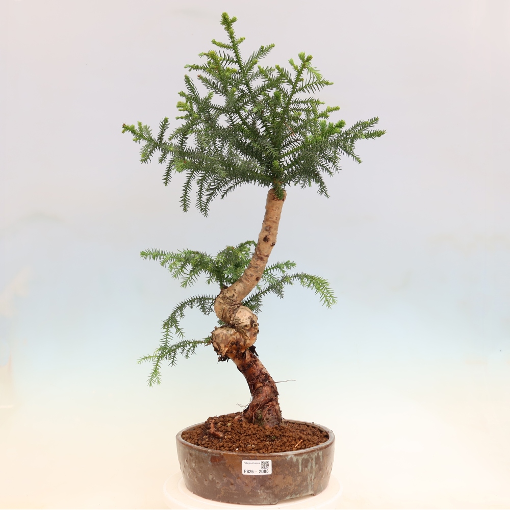 Indoor Bonsai - Araucaria - Indoor Spruce