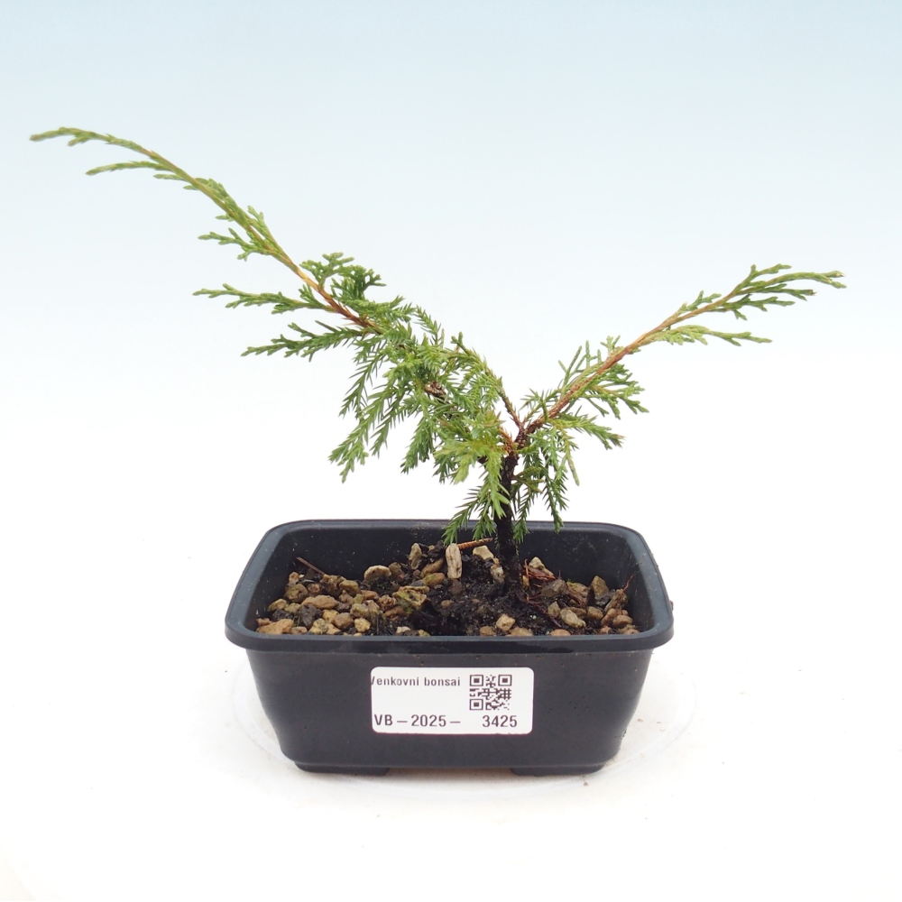 Outdoor bonsai - Juniperus chinensis Itoigawa