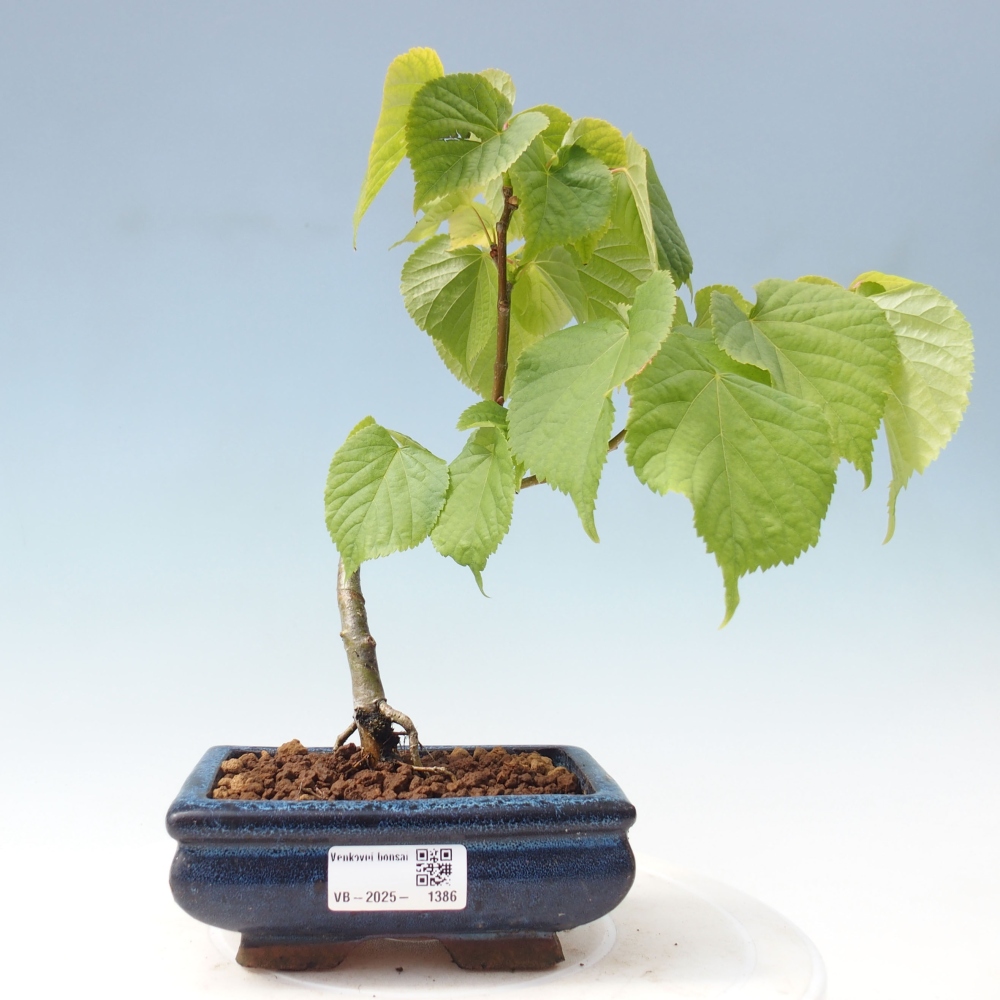 Outdoor bonsai - Linden - Tilia cordata
