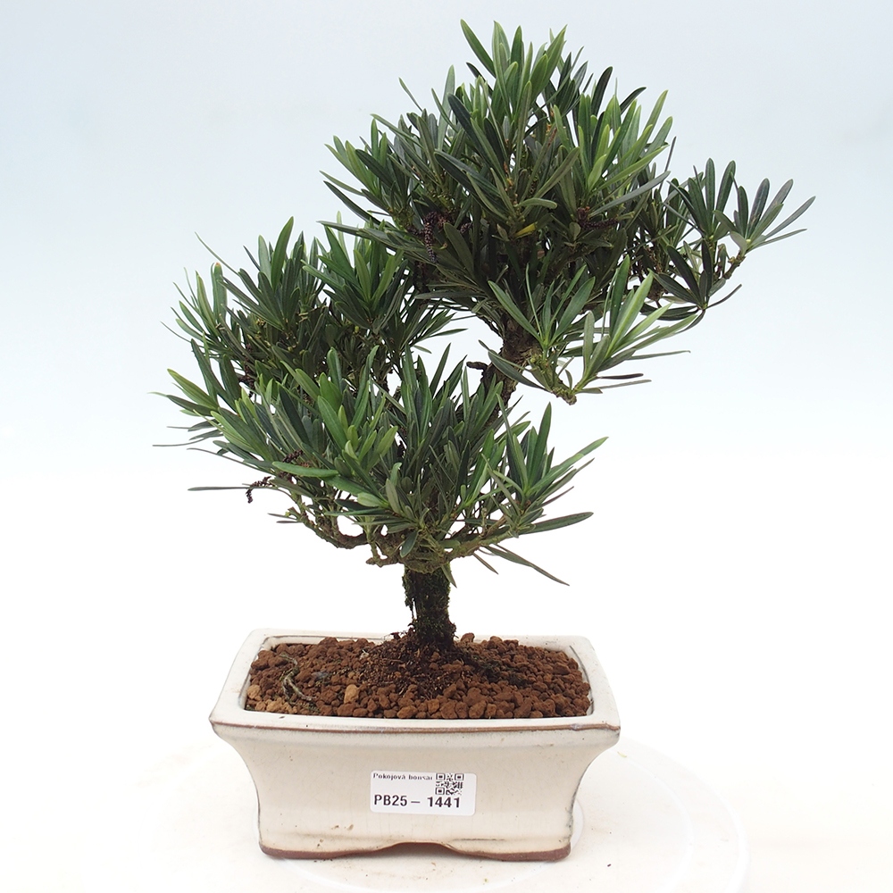 Indoor bonsai - Podocarpus - Stone thous