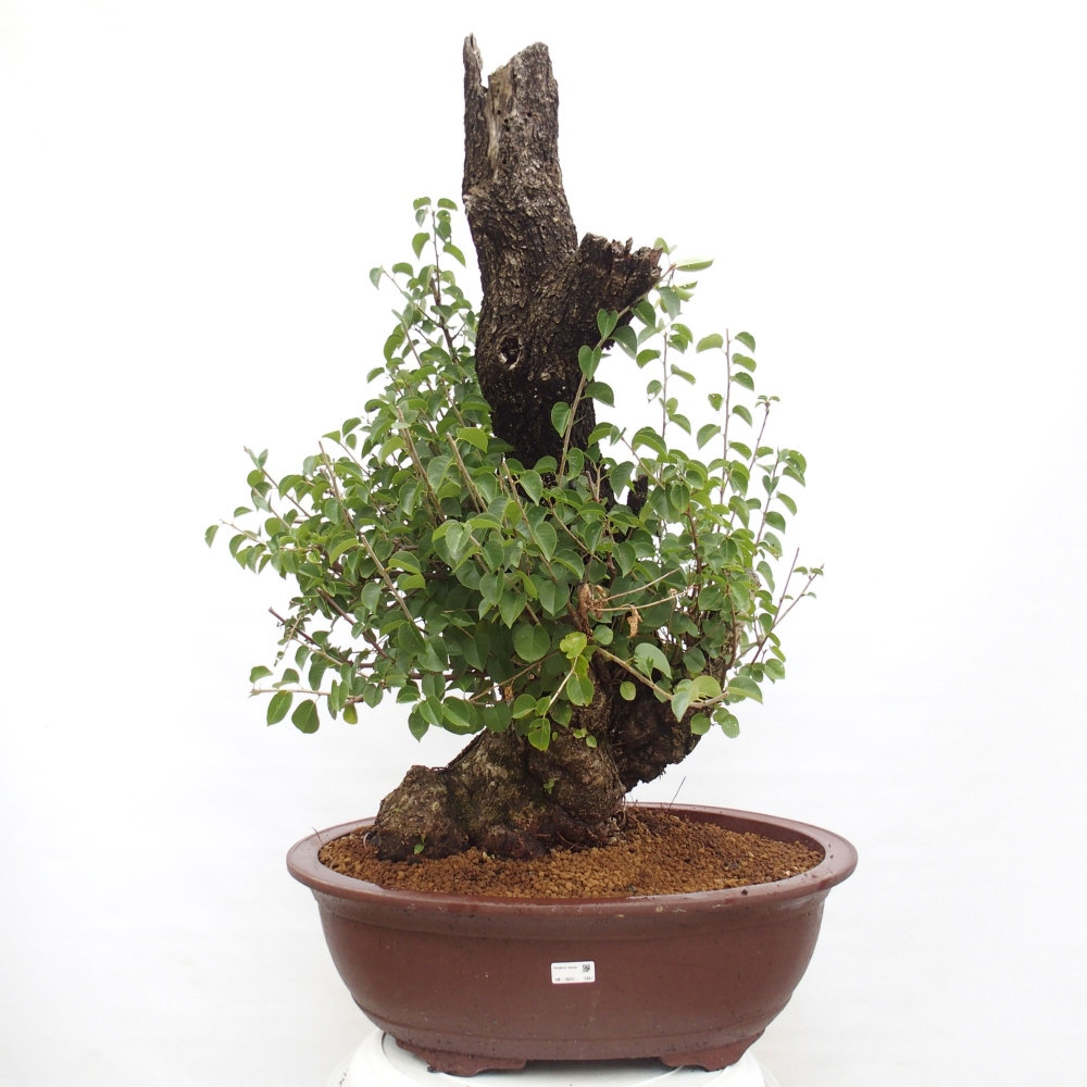 Outdoor bonsai - Mahalebka - Prunus mahaleb