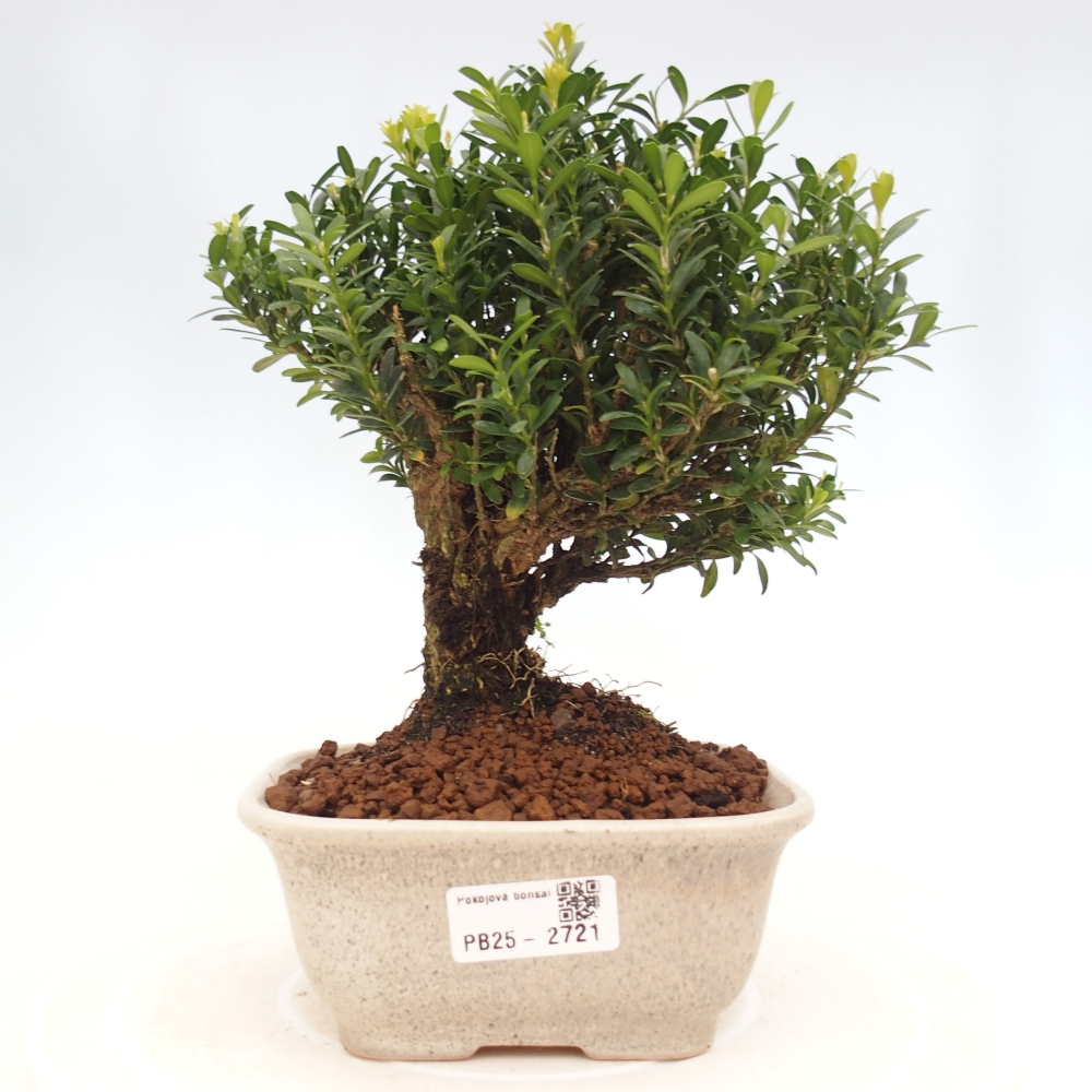 Indoor bonsai - Buxus harlandii - Cork boxwood