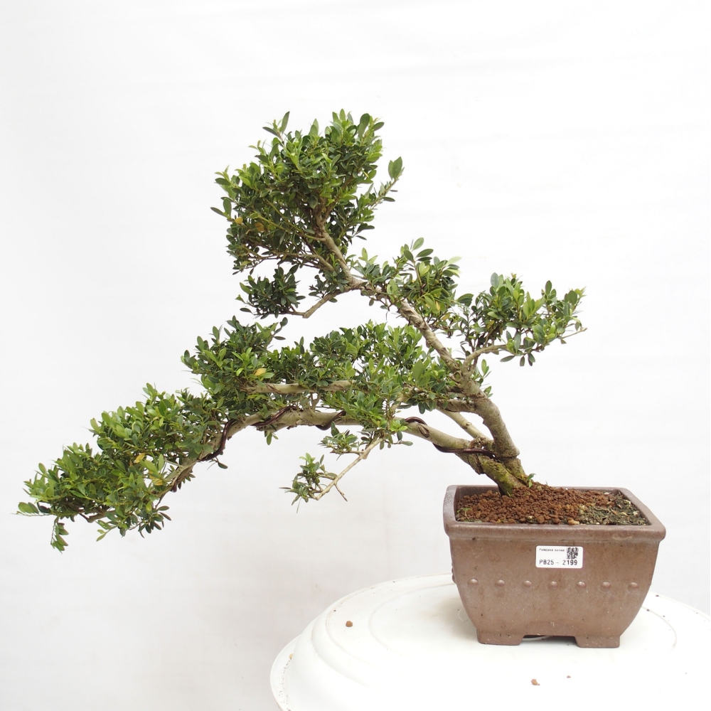 Indoor bonsai - Ilex crenata - Holly